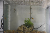 Peixes no aquário