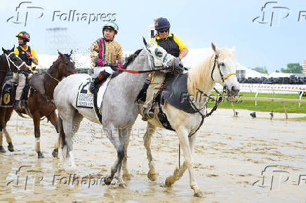 Horse Racing: Black-Eyed Susan