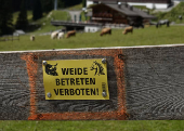 Cattle graze behind a warning sign on an alpine pasture near Ehrwald
