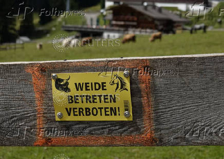 Cattle graze behind a warning sign on an alpine pasture near Ehrwald