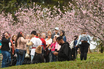 Inicio da Festa das Cerejeiras 2025 no Parque do Carmo
