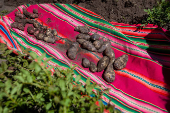 Leonel, el joven boliviano que lucha por preservar hasta 40 variedades de papas nativas