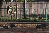 Zoológico de Brasilia cierra por precaución de Gripe aviar