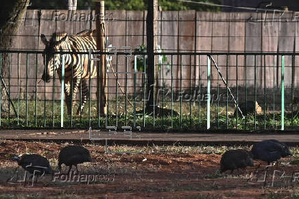 Zoológico de Brasilia cierra por precaución de Gripe aviar