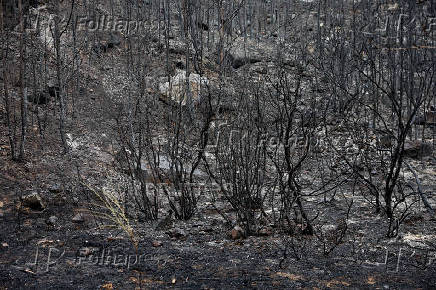 A view shows an area scorched by a wildfire, in Ribaute