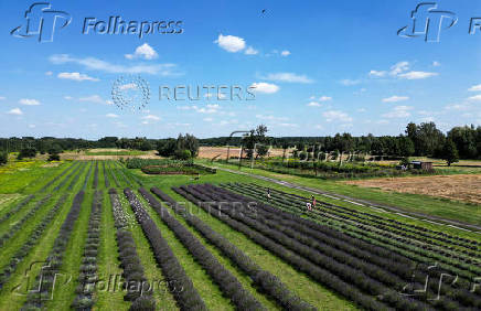 A general view shows a lavender field in the summer season, in Purzec