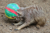 A meerkat  crawls into a huge Easter Egg filled with mealworms in Gelsenkirchen