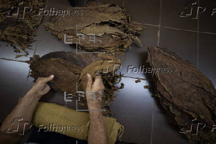 El tabaco dominicano vive su mejor momento con cifras récord de exportaciones