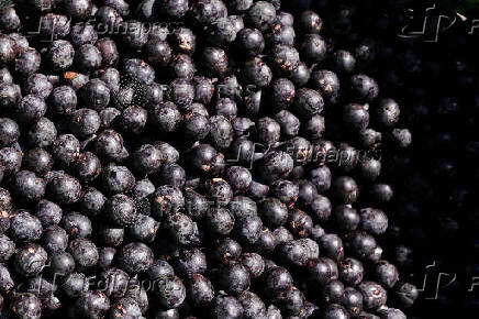 Amazon acai berries are offered for sale at a market, in Belem