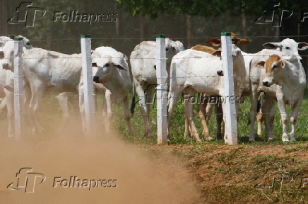 Bois confinados em fazenda na área rural de Iturama/MG