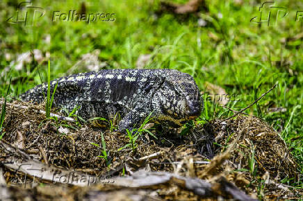 Vista de um lagarto Teiú