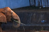 Zoológico de Brasilia cierra por precaución de Gripe aviar