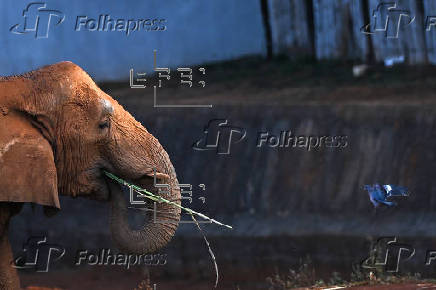 Zoológico de Brasilia cierra por precaución de Gripe aviar