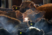 Where's the beef? Argentine steak exports slide as strong peso inflates costs