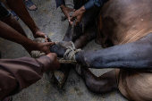 A buffalo is held down for sacrificial slaughter in celebration of Eid al-Adha in the Walled City of Lahore