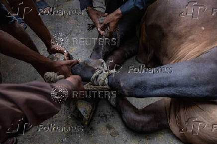 A buffalo is held down for sacrificial slaughter in celebration of Eid al-Adha in the Walled City of Lahore