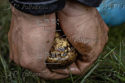 Ambientalistas rescatan a un cocodrilo con manchas de petróleo en el noroeste de Venezuela