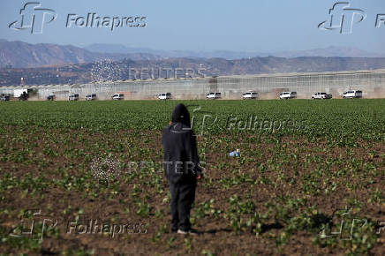 U.S. federal agents and immigration officers raid an agricultural facility in Camarillo