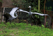 South Africa?s Blue Crane Battling Extinction Amidst Changing Landscapes