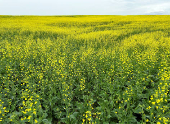 Canadian crops look good but resting on knife's edge at mid season