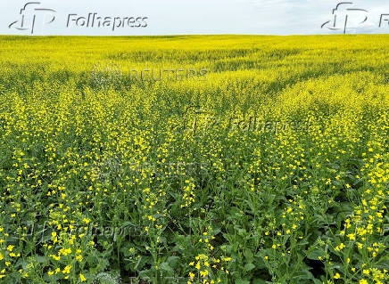 Canadian crops look good but resting on knife's edge at mid season