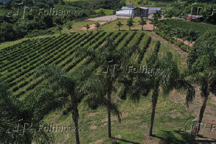 Vista de drone de fazenda cafeeira na serra da mantiqueira, em Socorro (SP)