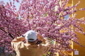 Cherry blossoms in Zurich
