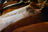 Cows are brought to the Gabtoli cattle market ahead of the Muslim festival of sacrifice, Eid al-Adha, in Dhaka