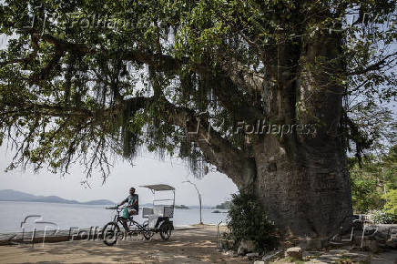 Baobá Dona Gorda na Ilha de Paquetá no Rio