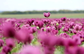 Blooming poppy field in Hungary
