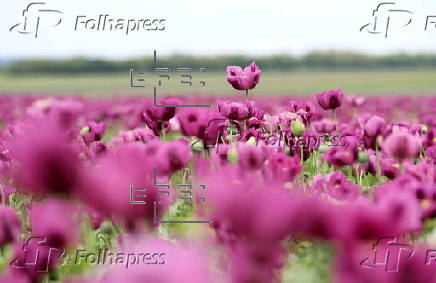 Blooming poppy field in Hungary