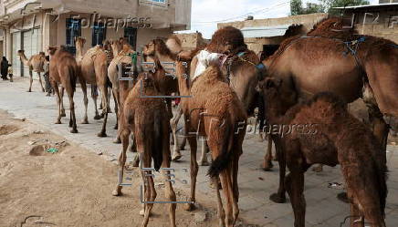 Climate change impacts herders in Yemen