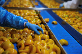 Trump tariffs worry Greek peach producers