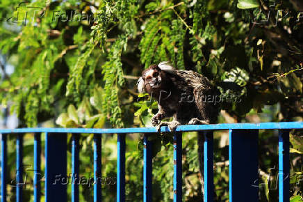 Sagui no Rio de Janeiro.