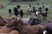 Rapa das Bestas de la sierra de A Capelada