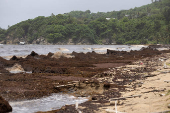 Beach is covered in sargassum seaweed washed ashore during its season in Puerto Rico