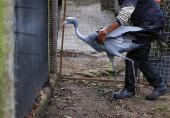 South Africa?s Blue Crane Battling Extinction Amidst Changing Landscapes