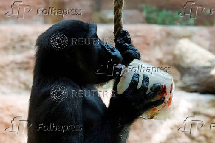 Prague zoo keeps animals cool with ice cream