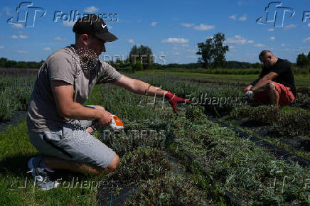 People harvest a lavender field in the summer season, in Purzec