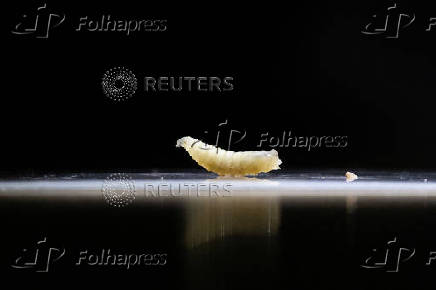 FILE PHOTO: Mexican government and livestock farmers struggle to control the outbreak of the screwworm
