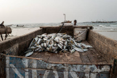 A man prepares to pull his horse-drawn cart that transports fresh fish at the fishing quay in Yoff beach