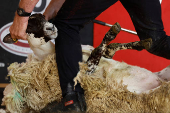 European sheep shearing & wool handling championships in Mountbellew