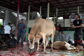 Cows are pictured during a ritual sacrifice for the Eid al-Adha holiday, at a mosque in Banda Aceh