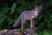 Gray Fox in the Sumidero Canyon nature reserve, In Chapa de Corzo