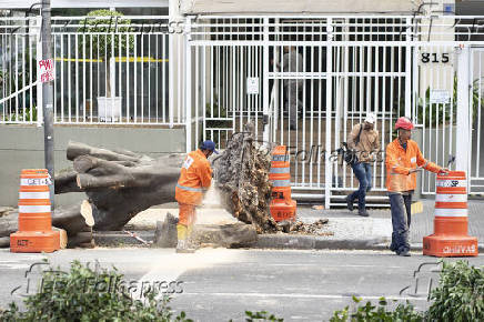 Queda de árvore no Jardim Paulista