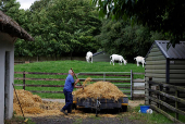 A farmer moves hay, in Lullymore