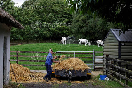 A farmer moves hay, in Lullymore