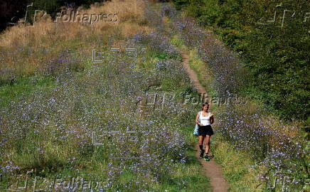 Rewilding in London's parks