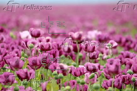 Blooming poppy field in Hungary