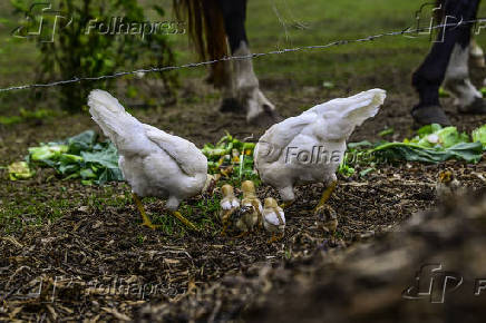 Galinhas, galos e pintinhos EM pasto de compostagem em SJC